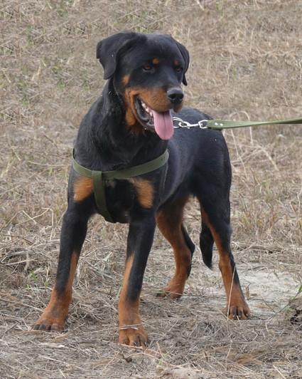供應(yīng)羅威納犬