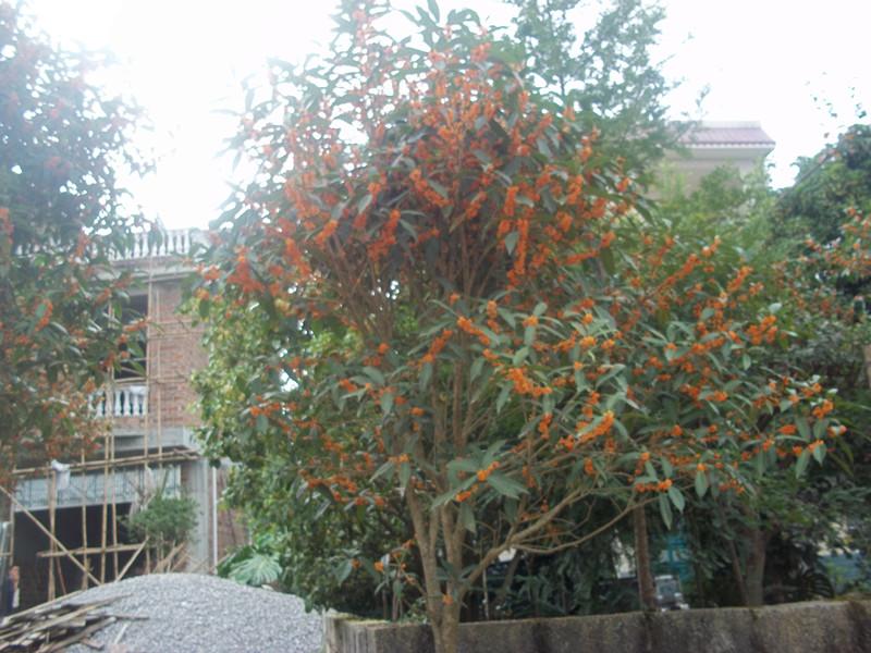 供應(yīng)桂花苗報價，廣西桂花基地，欽州桂花苗供貨商