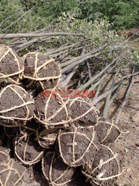 供應(yīng)用于白玉蘭園林綠的白玉蘭---白玉蘭價(jià)格，白玉蘭報(bào)價(jià)，白玉蘭批發(fā)