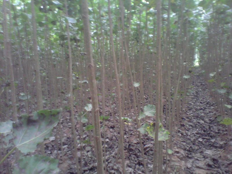 供應(yīng)速生楊價(jià)格