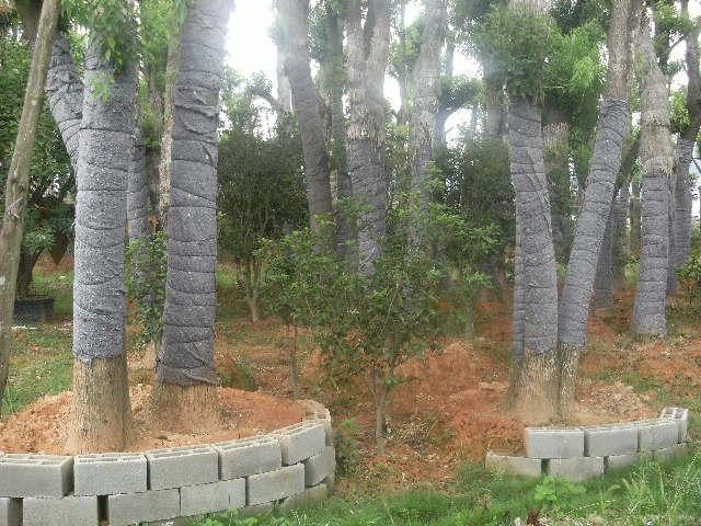 供應(yīng)福建草坪馬尼拉
