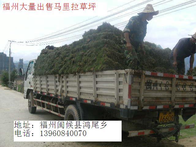 供應(yīng)福建草坪福建草坪福建草坪馬尼拉