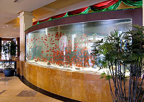 珠江新城清洗魚缸， 廣州上門清洗魚缸，錦鯉魚池清洗，天河上門洗魚缸