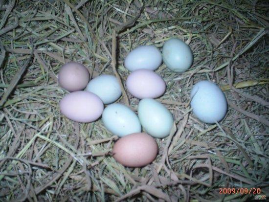 土雞蛋_土雞草蟲蛋_土雞草蟲蛋批發(fā)