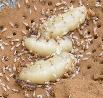 供應(yīng)高州治白蟻的經(jīng)過(guò)