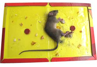 桂林滅鼠陽朔滅鼠滅白蟻滅蟑螂圖片/桂林滅鼠陽朔滅鼠滅白蟻滅蟑螂樣板圖 (4)