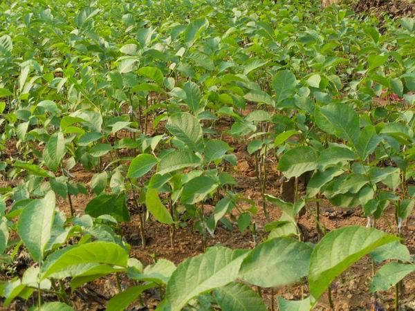 供應(yīng)5公分核桃樹 2-3公分核桃樹