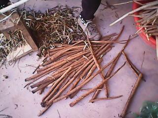 供應(yīng)牛蒡菜