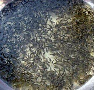 北京羅非魚苗供應(yīng)圖片