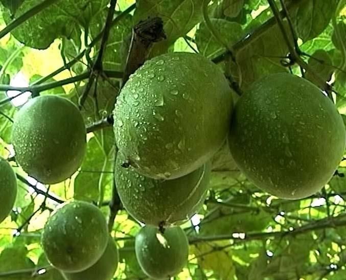 進口國產(chǎn)的決明子圖片/進口國產(chǎn)的決明子樣板圖 (2)