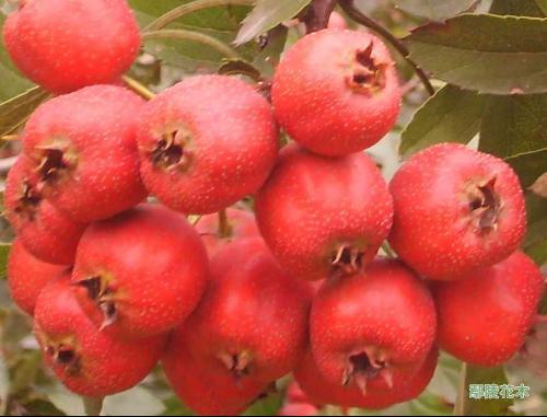 進口國產(chǎn)的決明子圖片/進口國產(chǎn)的決明子樣板圖 (3)