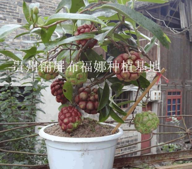 供應株洲布福娜種苗批發(fā)價，株洲布福娜種苗種植基地，株洲布福娜種苗苗圃