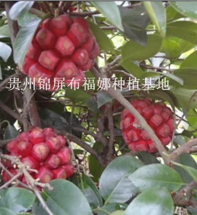 布福娜種苗圖片/布福娜種苗樣板圖 (3)