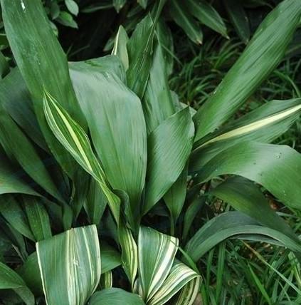 供應(yīng)沛縣一葉蘭供應(yīng)