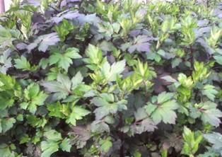 供應(yīng)珍珠菜明日葉種苗