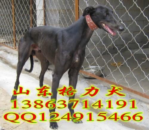 供应格力犬价格，什么地方有卖格力犬的