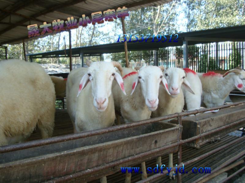供應(yīng)*出售純種小尾寒羊質(zhì)量?jī)?yōu)