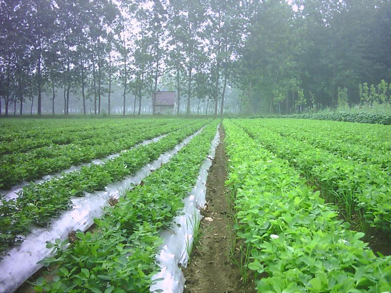 生物農(nóng)膜全生物降解多功能農(nóng)膜