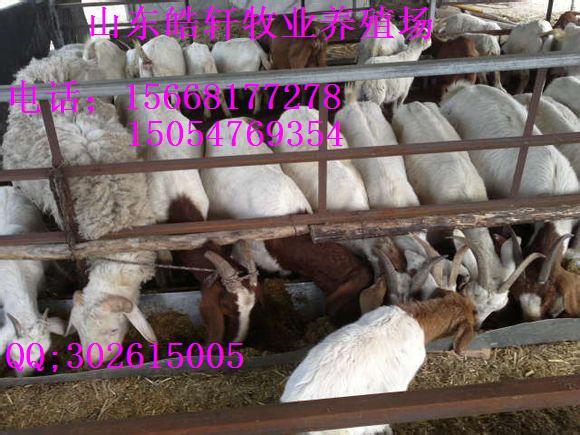 供應(yīng)出售肉牛種牛優(yōu)良牛高產(chǎn)肉牛