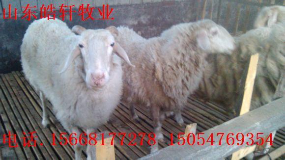 亞洲黃羊圖片/亞洲黃羊樣板圖 (4)