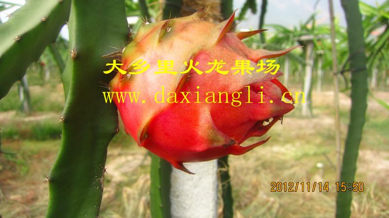 廣州紫心火龍果苗批發(fā)商、廣州增城紫心火龍果苗批發(fā)價(jià)格