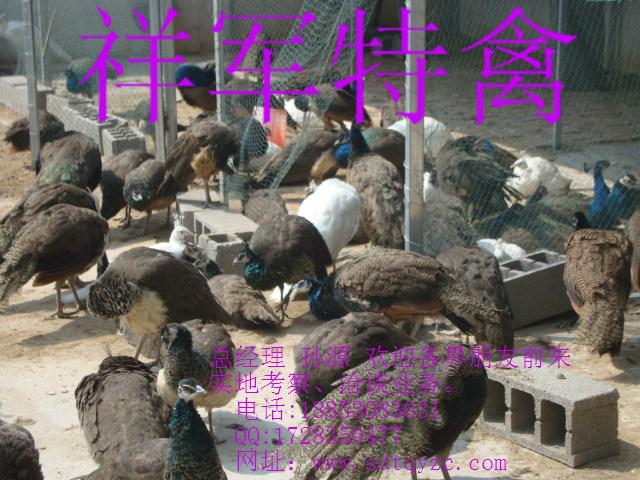 供應(yīng)西吉縣哪里有賣*的