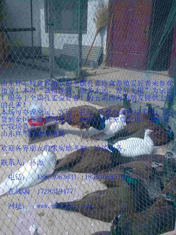 哪里有賣孔雀的圖片/哪里有賣孔雀的樣板圖 (4)