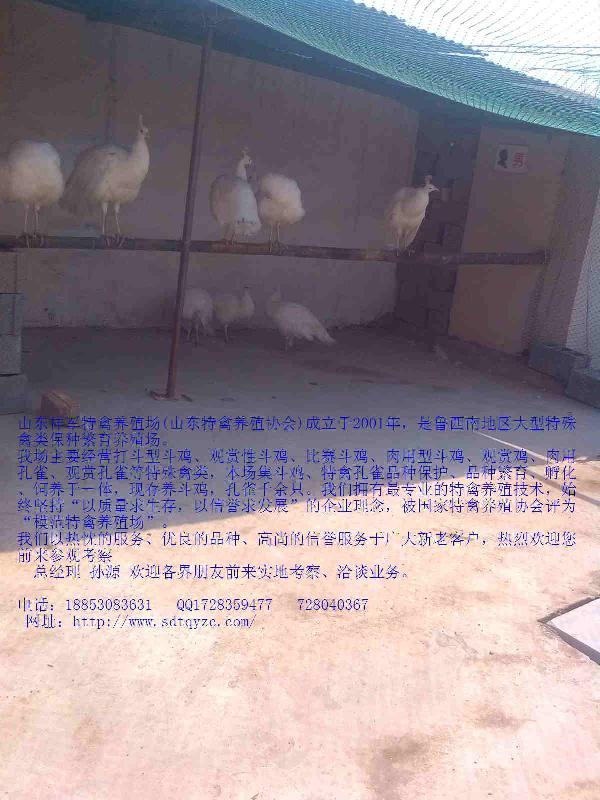 供應(yīng)靈武市哪里有賣*的