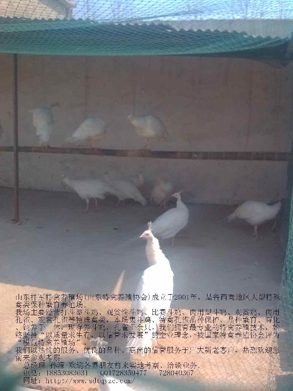 供應(yīng)鄭州市*養(yǎng)殖場(chǎng)