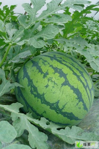 周口市扶溝縣尚村崗黑花無籽報價