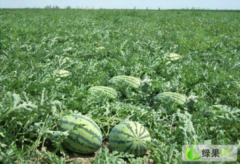 周口市扶溝縣尚村崗黑花無籽報價