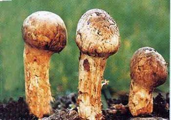 供應(yīng)廣東新鮮松茸菌多少錢，廣東新鮮松茸菌價(jià)格，廣東新鮮松茸菌廠家