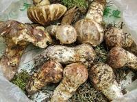 供應(yīng)廣東新鮮松茸菌多少錢，廣東新鮮松茸菌價(jià)格，廣東新鮮松茸菌廠家
