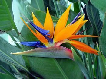 供應北京花卉租擺北京花卉租賃綠植出租