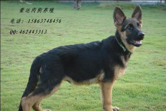 供應(yīng)德國牧羊犬，瓦房店市德國牧羊犬