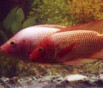 供應(yīng)開平市紅羅非魚苗買賣/彩虹鯛紅羅非魚苗養(yǎng)殖場/紅羅非魚苗買賣