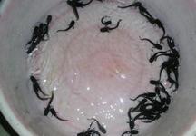 供應(yīng)福建省福州雜交大口鯰魚苗批發(fā)