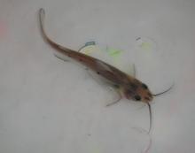 供應(yīng)珠海市斑點叉尾魚苗批發(fā)