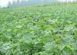 河北營養(yǎng)杯葡萄苗圖片