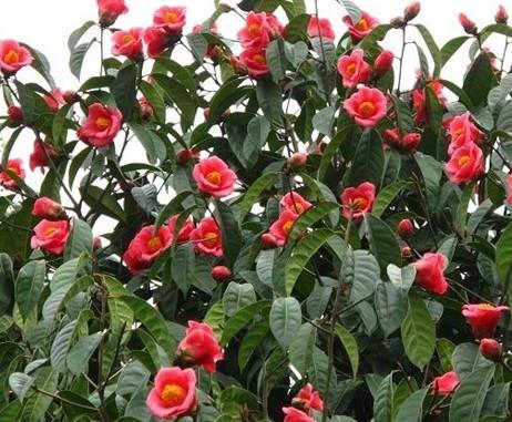 供應(yīng)大果紅花油茶苗100萬(wàn)株
