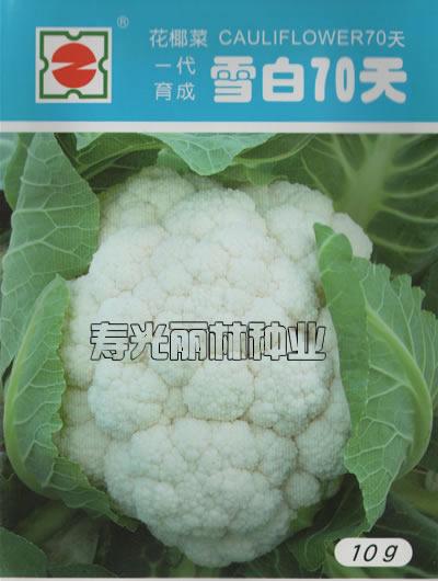 供应花椰菜种子雪白70天雪白70天花椰菜种子图片