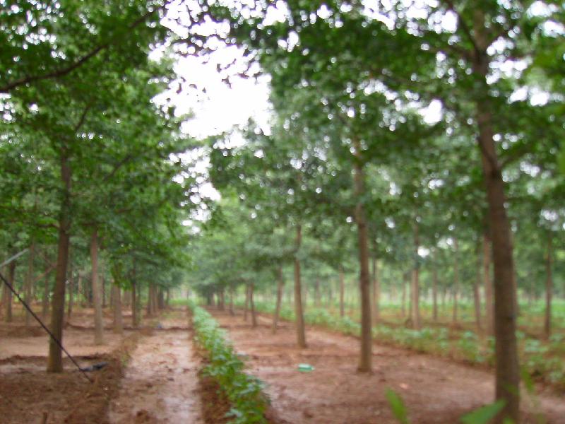 供應用于綠化的大小銀杏樹苗