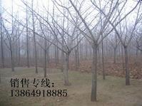 供應(yīng)白果樹嫁接苗木