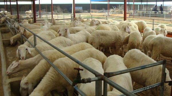 山東四元雜交牛 威海是否有四元雜交牛 東營(yíng)有四元雜交牛嗎