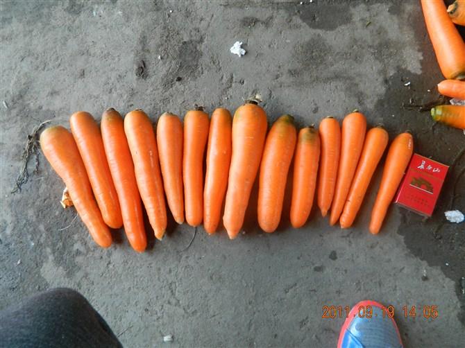 供應(yīng)東北心里美蘿卜價(jià)格*