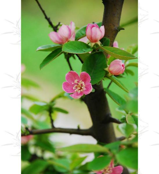 征地苗木瓜苗征地用苗圖片