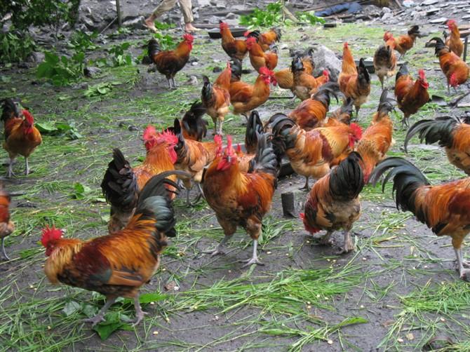 土雞的飼養(yǎng)技術(shù)