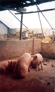 供應(yīng)雙層保溫膜 甘肅蘭州武威民勤天祝雙層保溫膜 PE雙層保溫膜