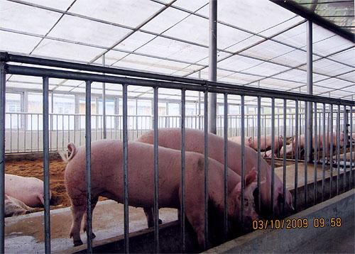 供應(yīng)抗雪壓4mmPE萬通板 PE萬通板 廠家直銷