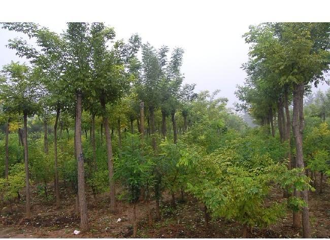 保定國槐批發(fā)圖片/保定國槐批發(fā)樣板圖 (2)